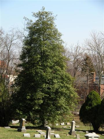 American Holly tree